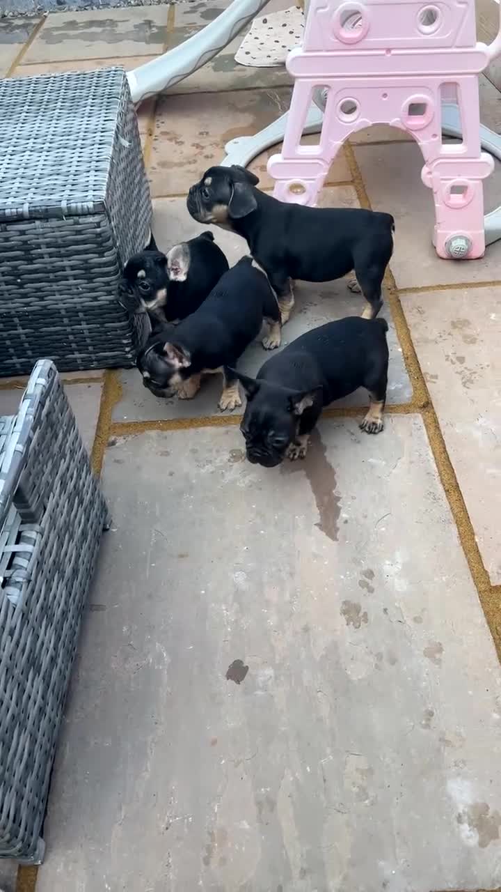 French Bulldog dogs for sale:  REDUCED, 1 GIRL LEFT French bulldog puppies  - Video 4