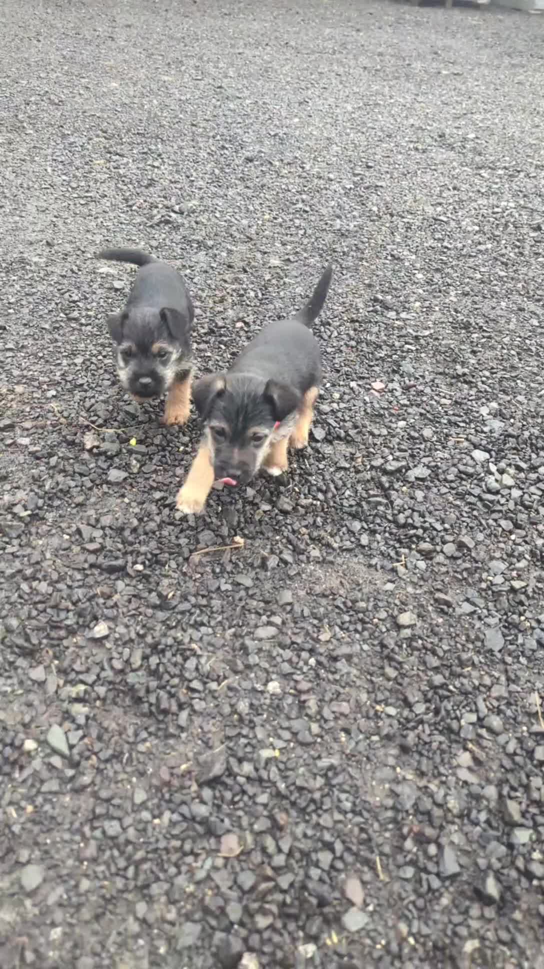 Mixed Breed dogs for sale: Foxy borders  - Video 1