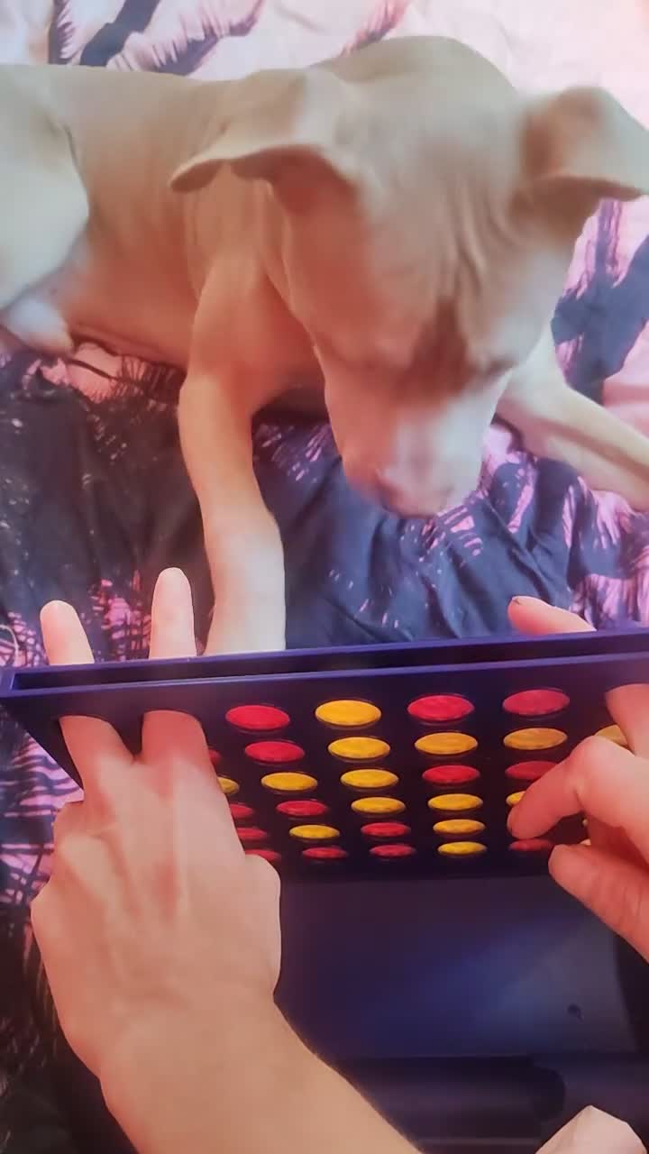 Mixed Breed dogs for sale: 10 month pup looking for forever loving home  - Video 3