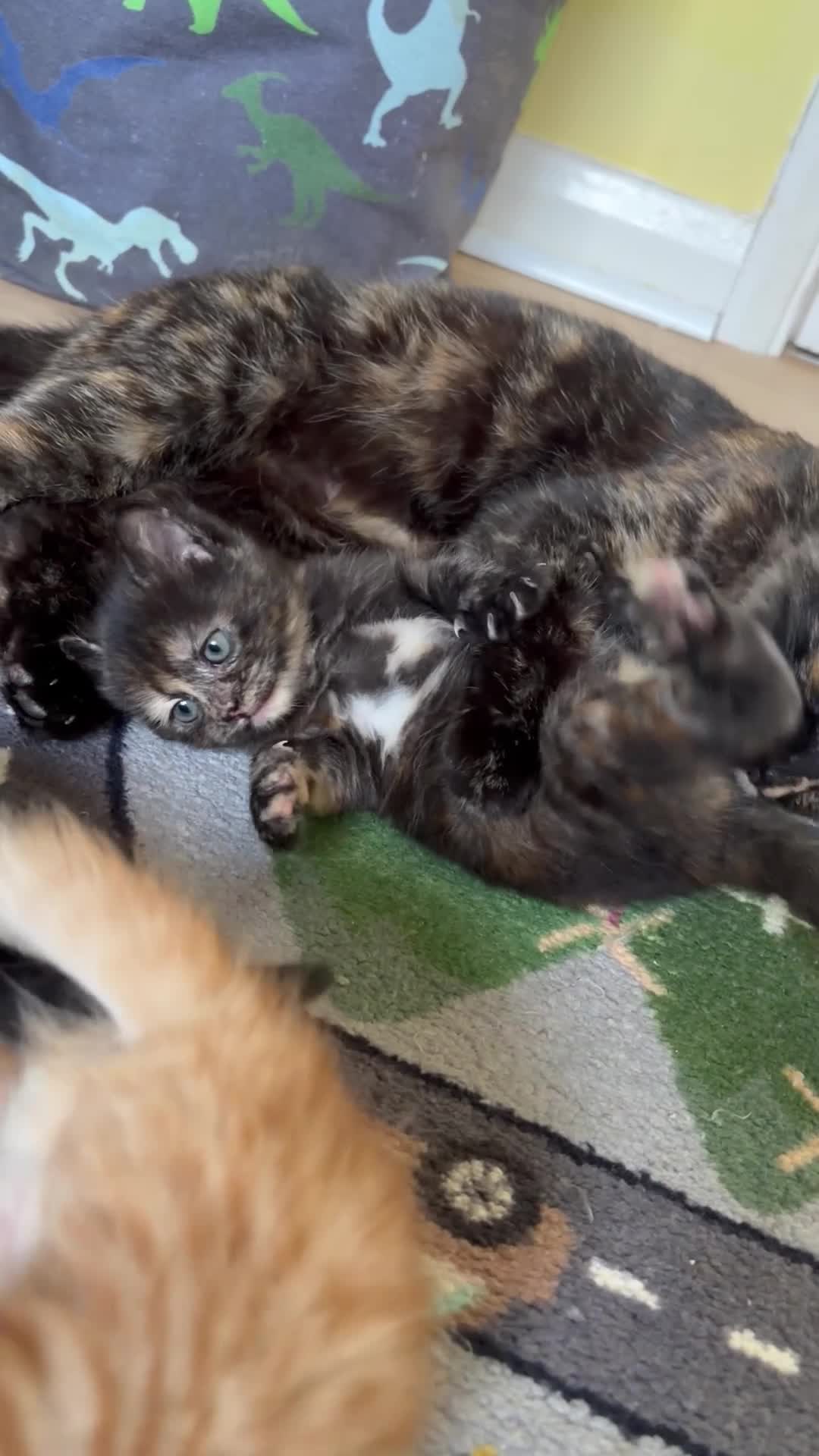 Mixed Breed cats for sale: READY 1ST JUNE - Kittens need a forever home in Chatham - Video 1