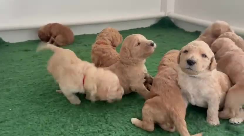 Goldendoodle dogs for sale: 🐶🐾🐶AUSTRALIAN DOUBLE DOODLE PUPPIES🐶🐾🐶 - Video 3