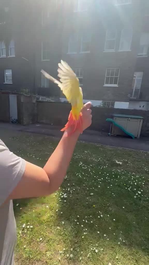 Conures birds for sale: Silly tamed sun cheek conure hand reared baby - Video 2