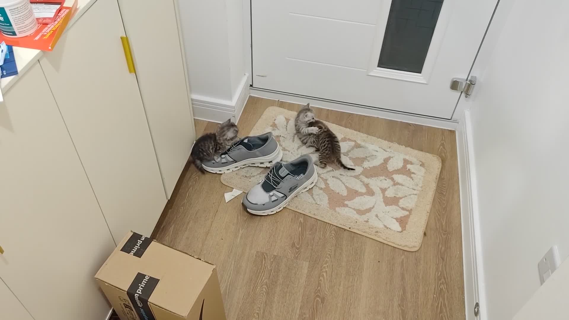 Mixed Breed cats for sale: Adorable boys kittens 3 x Silver Tabby 1x Tabby - Video 3