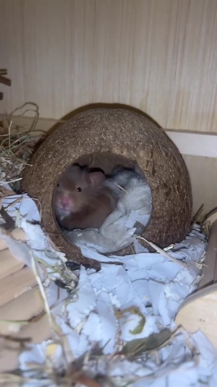 Hamster rodents for sale: HAMSTER,CAGE & ACCESORIES - Video 2