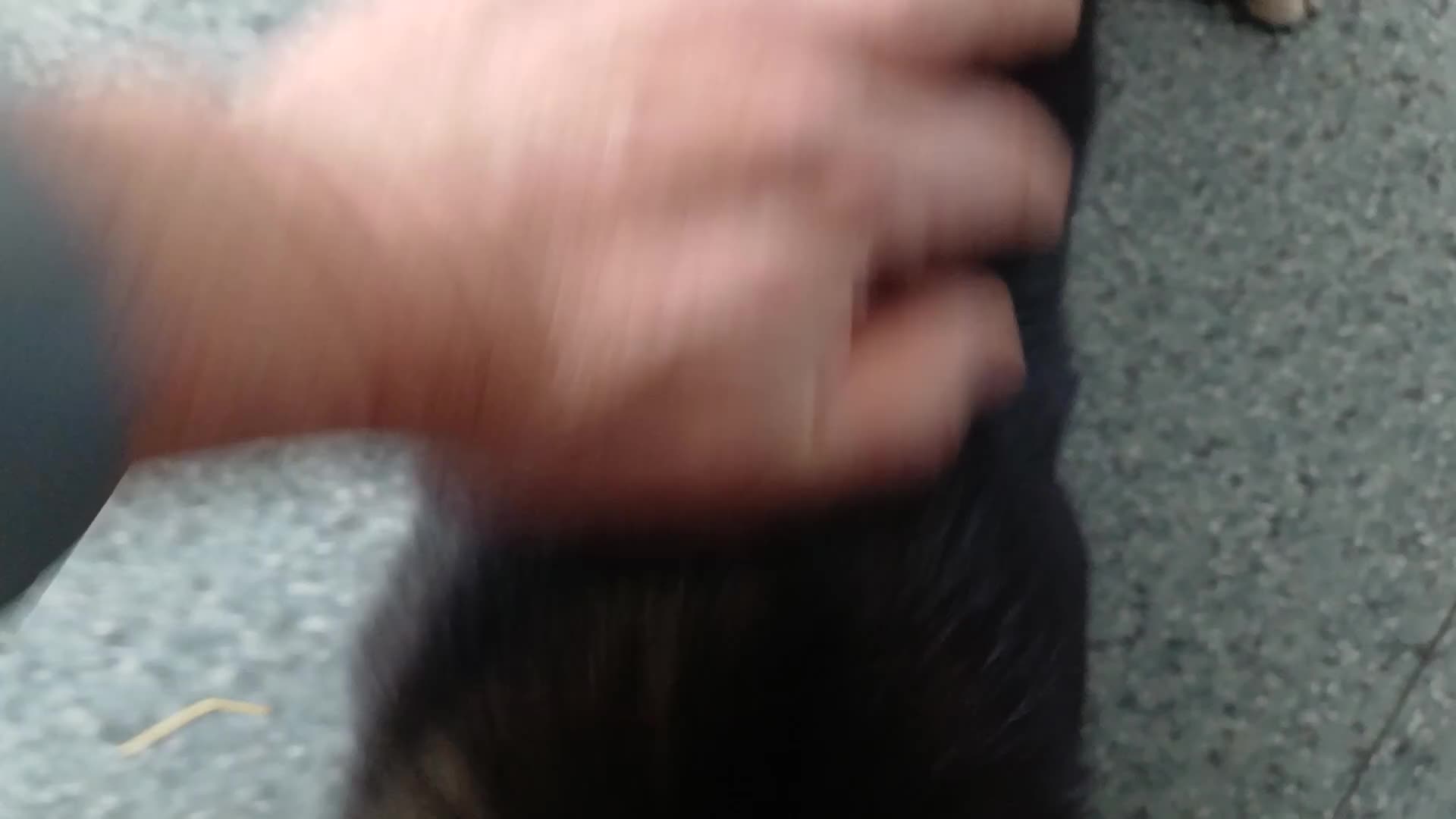 Mixed Breed dogs for adoption: 🐾 From a Rubbish Bin… to a Life Full of Love 💗🐾 - Video 2