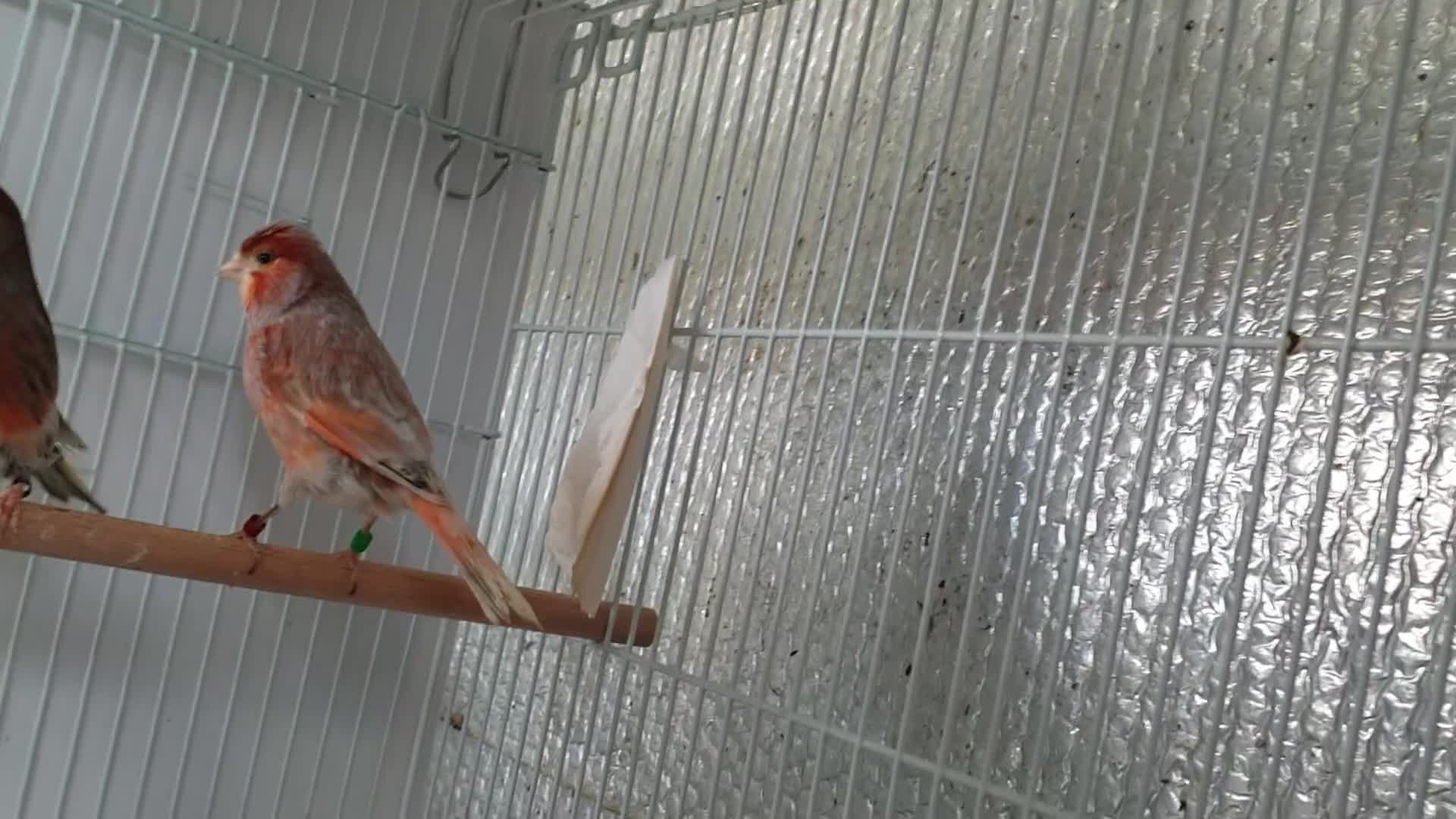 Canaries birds for sale: Canaries for sale  - Video 1