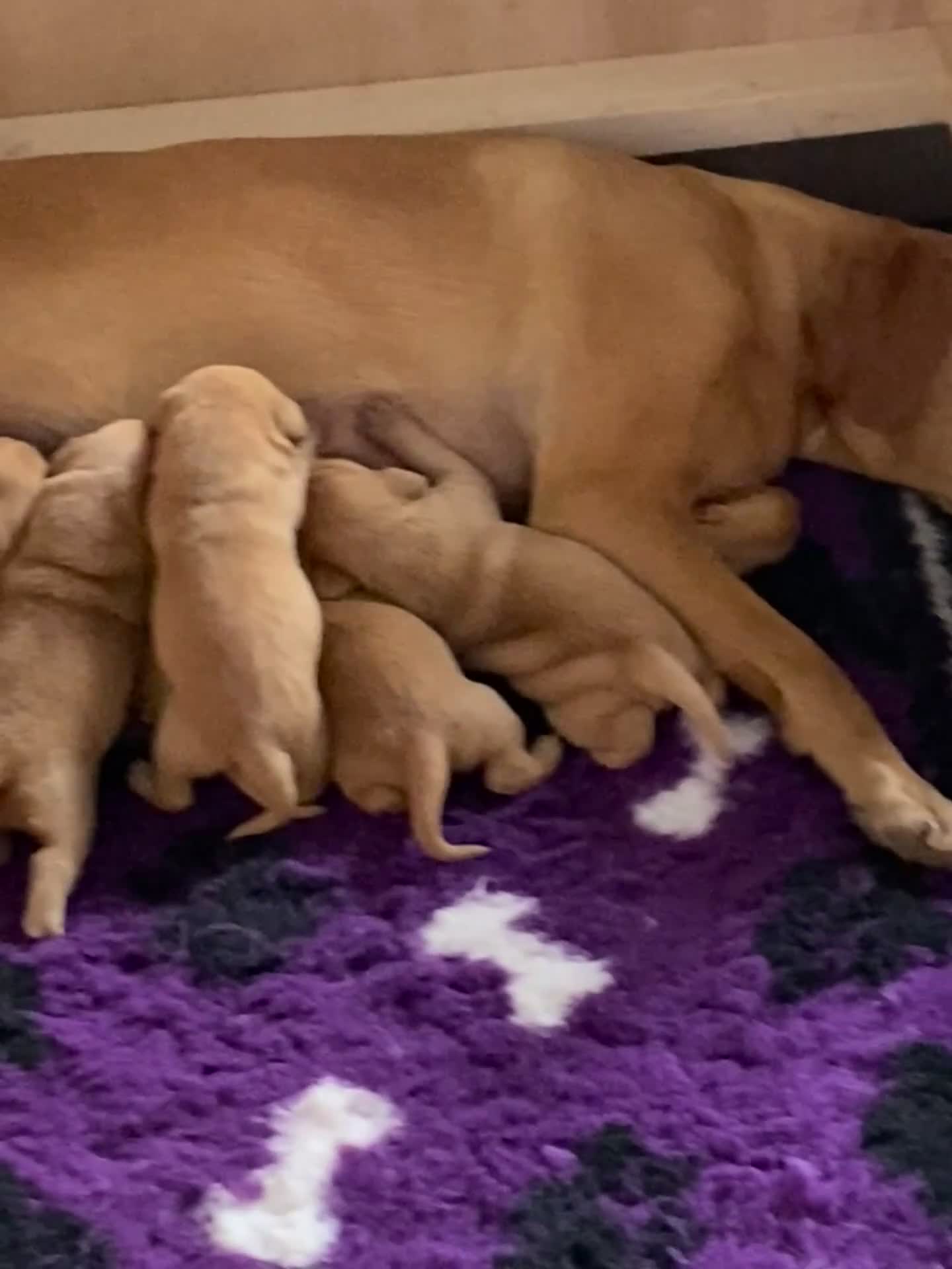 Labrador Retriever dogs for sale: Kc Registered working Labrador puppies   - Video 1