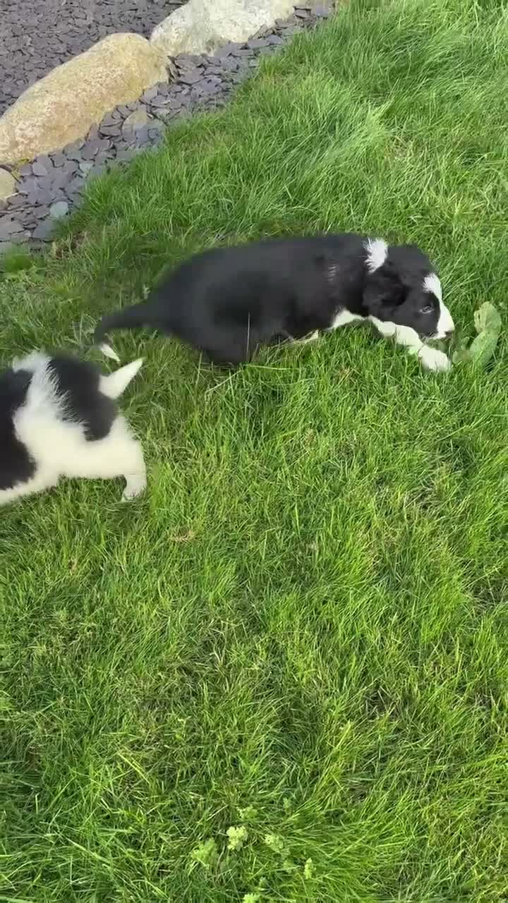 Border Collie dogs for sale: Border Collie Puppies - Video 1