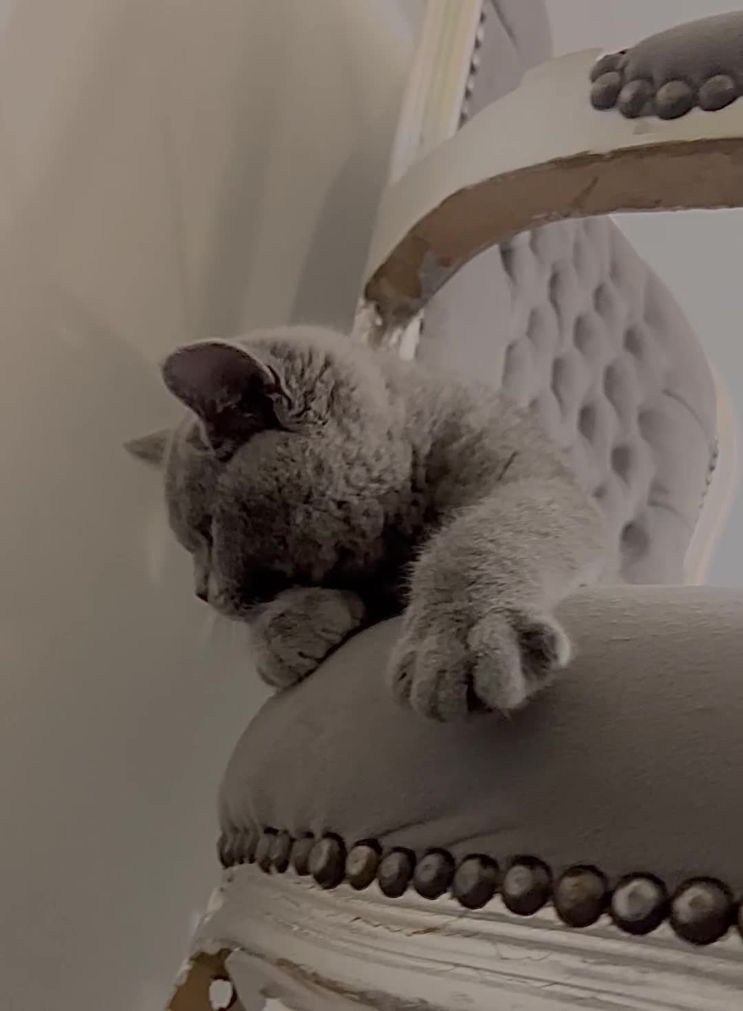 British Shorthair cats for sale: British blue shorthaired male & female kitten - Video 3