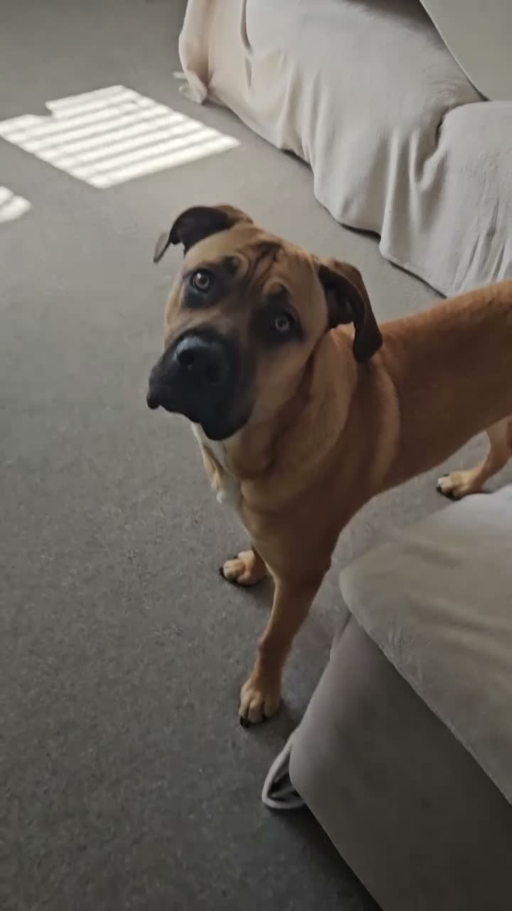 Mixed Breed dogs for sale: Cross breed Dogue de Bordeux  - Video 1