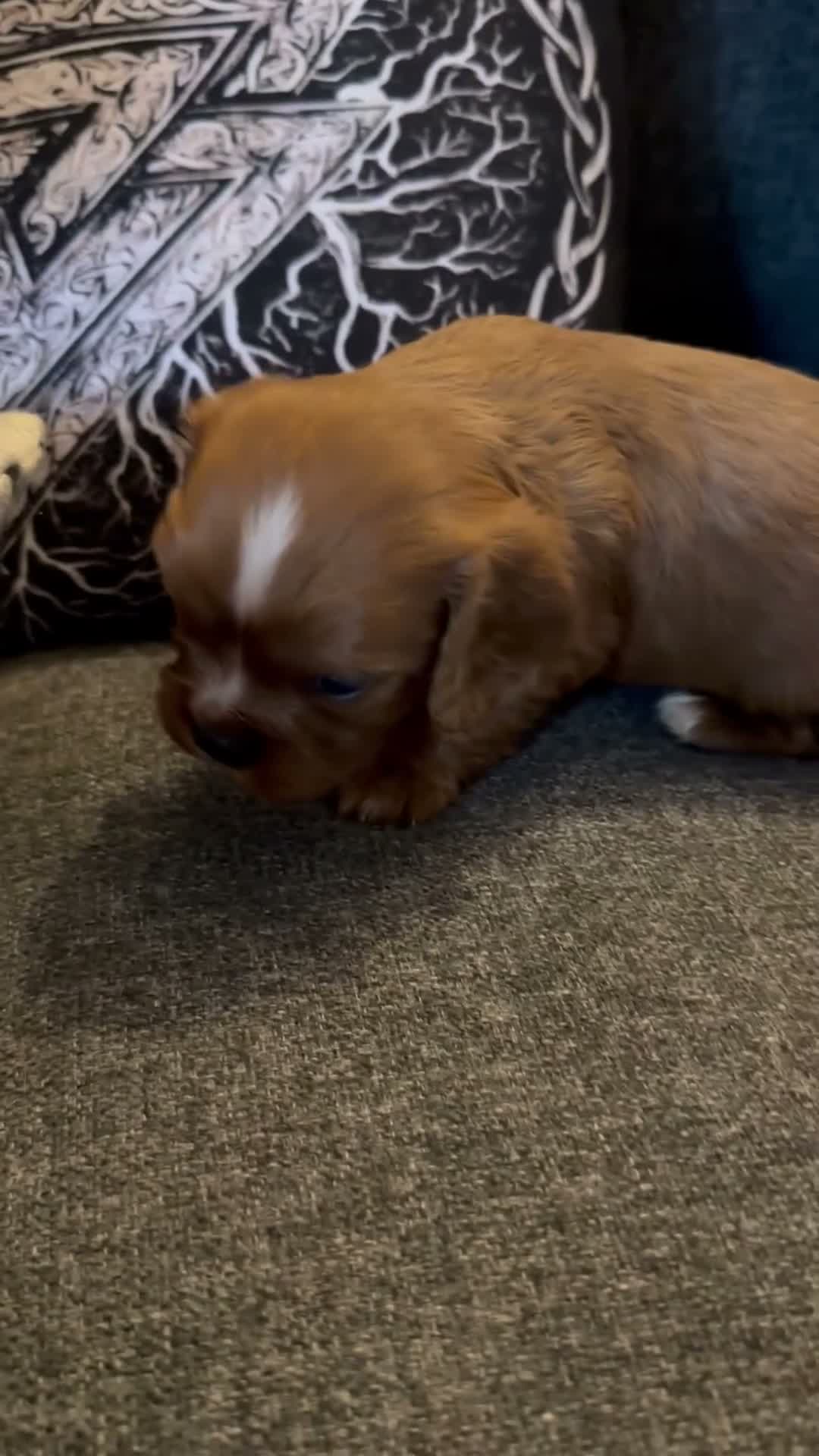 Cavalier King Charles Spaniel dogs for sale: Beautiful Rich Ruby Cavalier King Charles Puppies - Video 1