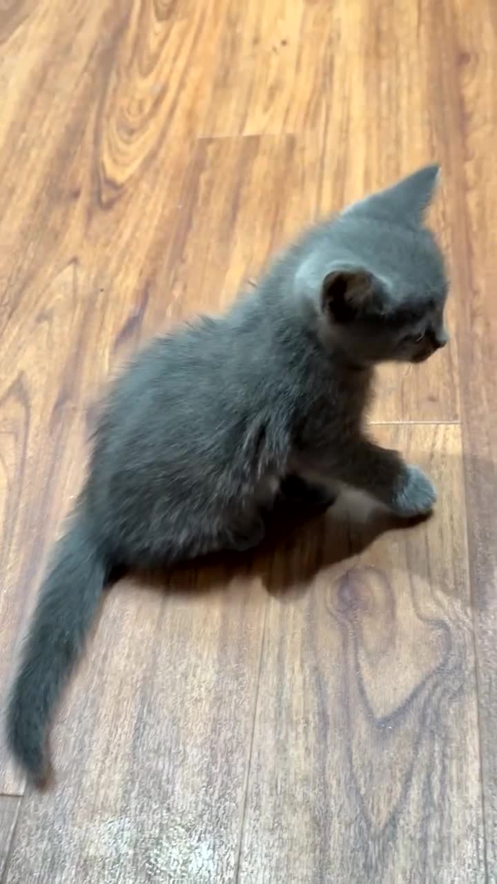 Mixed Breed cats for sale: Kittens  in Croydon - Video 2