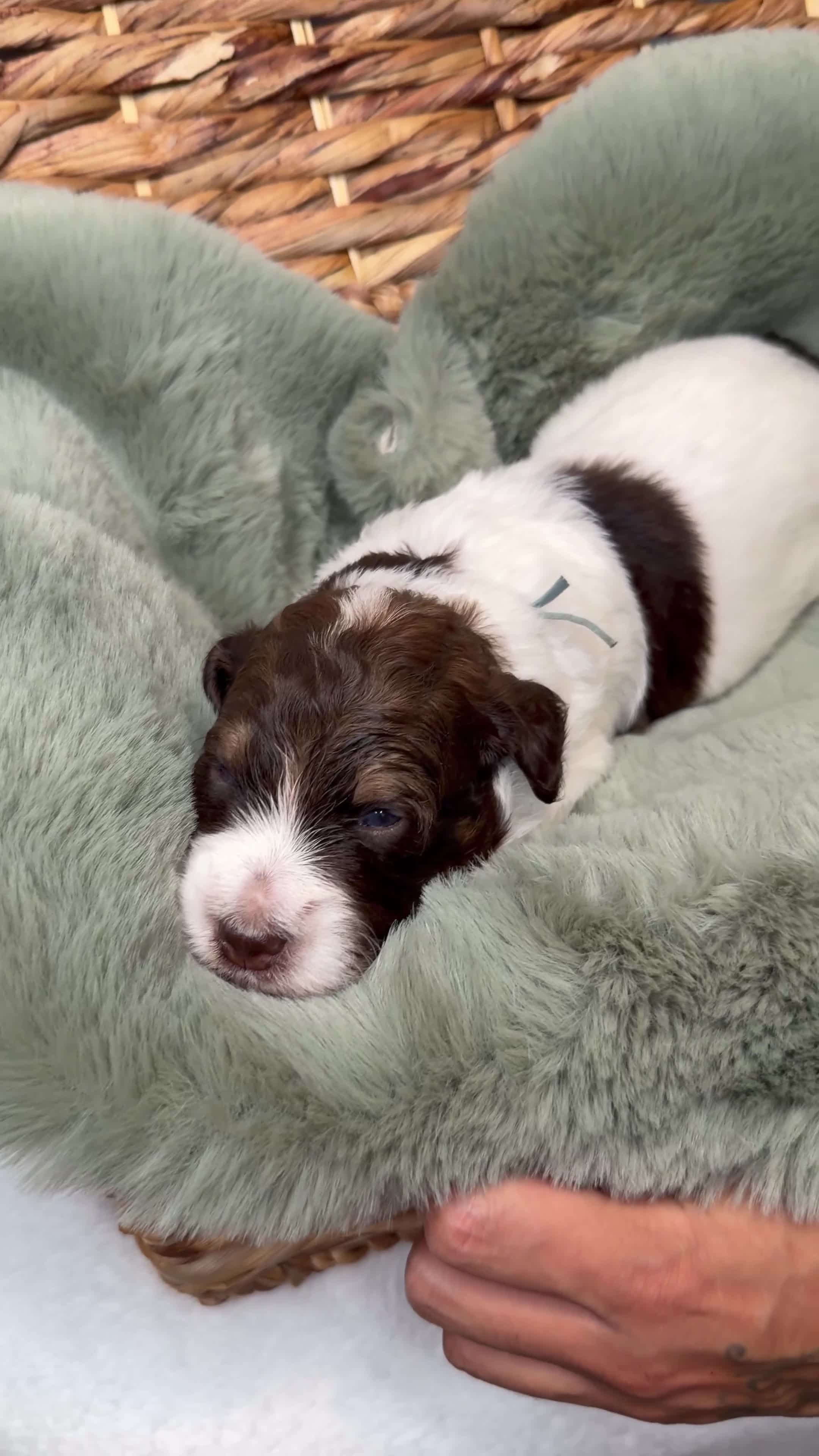 Bernedoodle dogs for sale: Miniature Bernedoodle Puppies - Video 2
