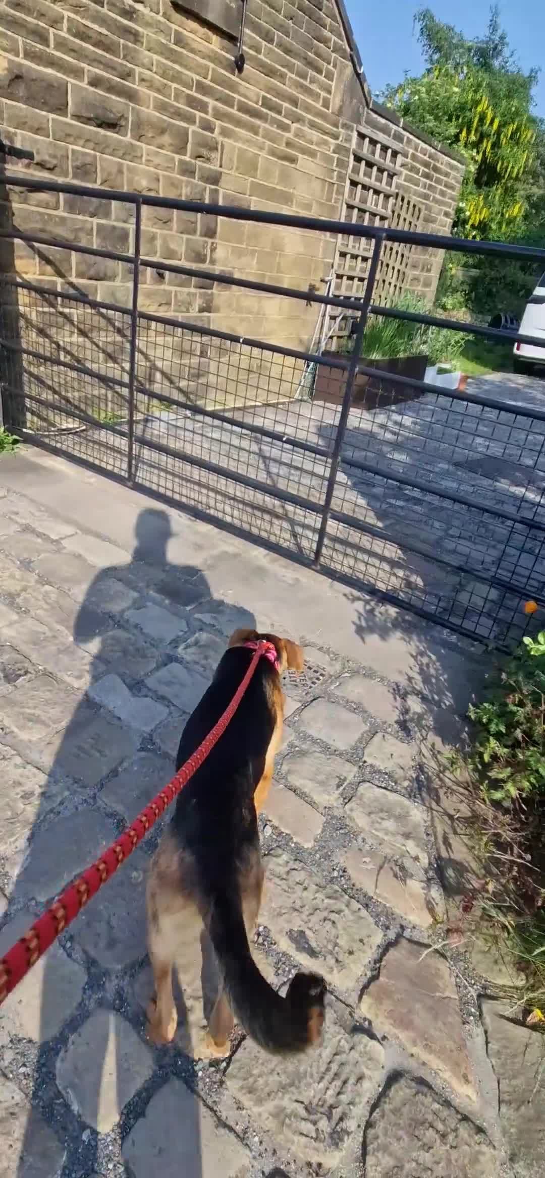 Mixed Breed dogs for sale: Lovely Lucy 7 months old is ready to find her home - Video 2