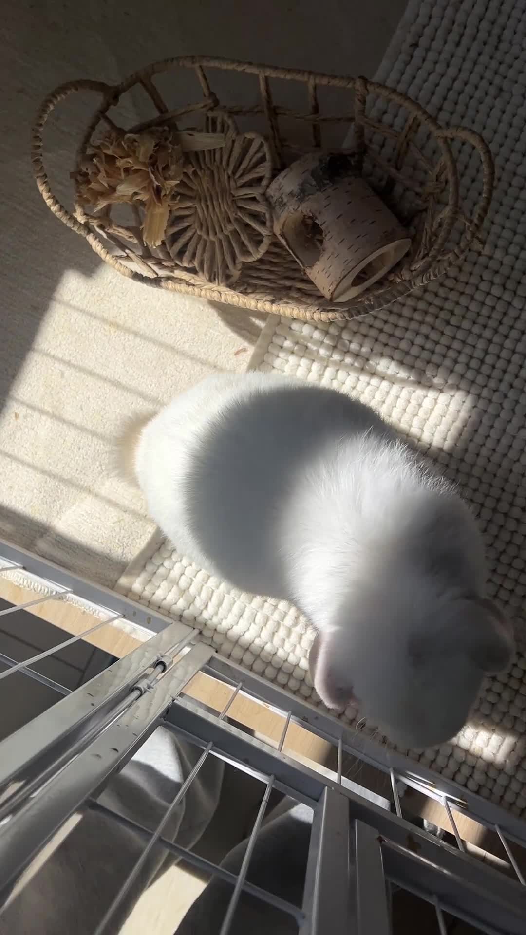 Mini Lop rabbits for sale: Mini Lop Bunny - Mickey - Video 2