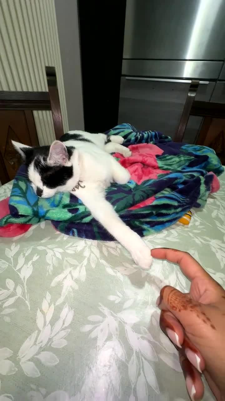 Domestic Shorthair cats for sale: mother cat and 4 kittens all together - Video 1