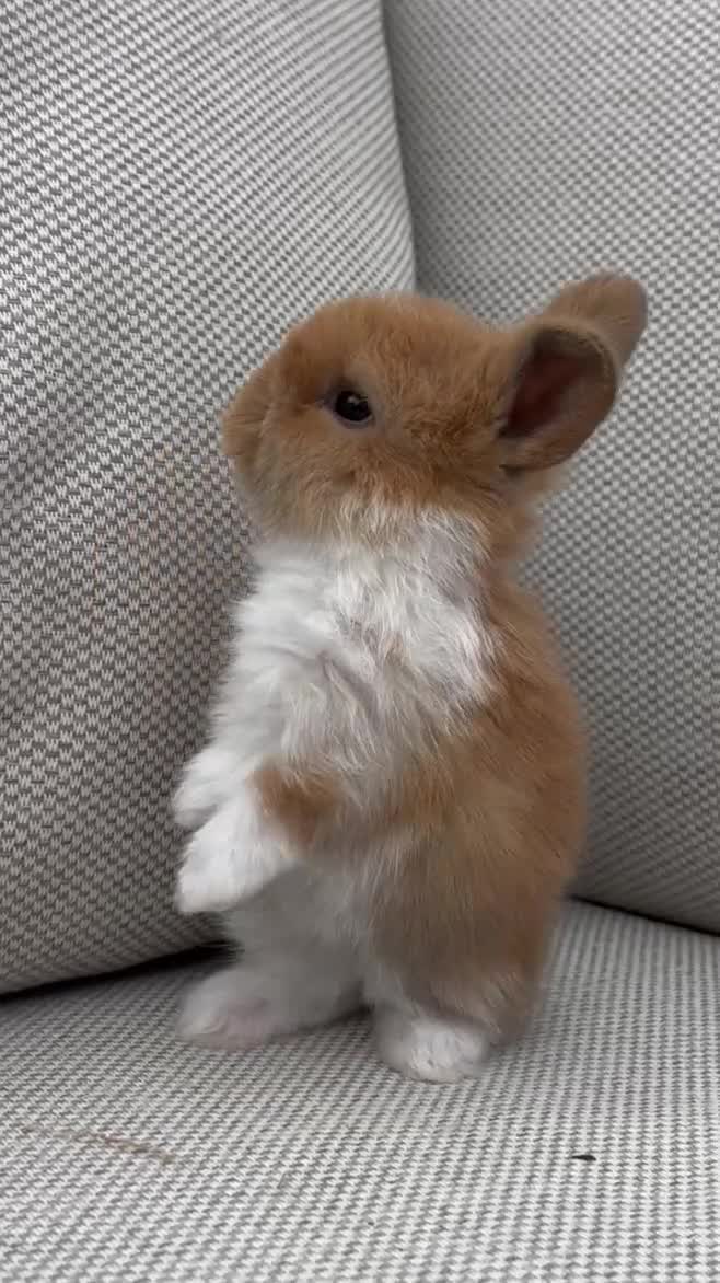 Mini Lop rabbits for sale: Mini Lop Baby Buns 🌸 TWO REMAINING! - Video 1