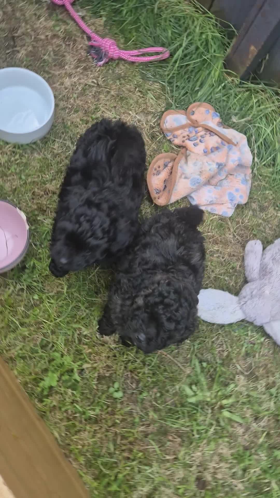 Pomapoo dogs for sale: Pomapoo x Toy Poodle 🐾 in Inverness - Video 1