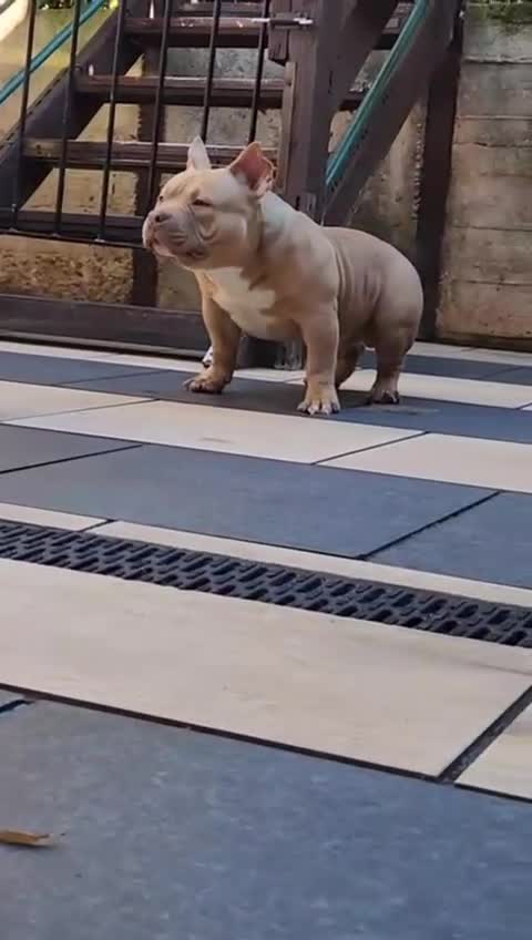 American Bully dogs for sale: American Bully Pocket Extreme Male  - Video 5