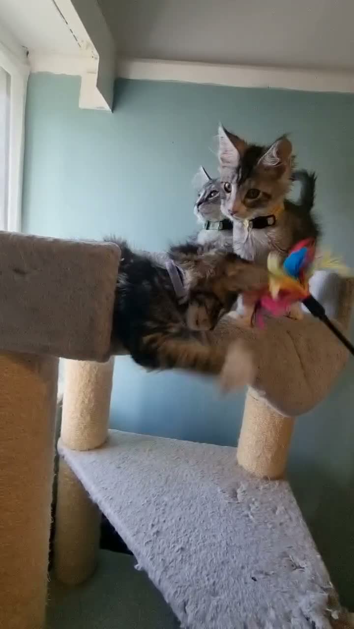 Maine Coon cats for sale: LAST 2 BEAUTYFULL KITTENS Tica Reg.!! - Video 1