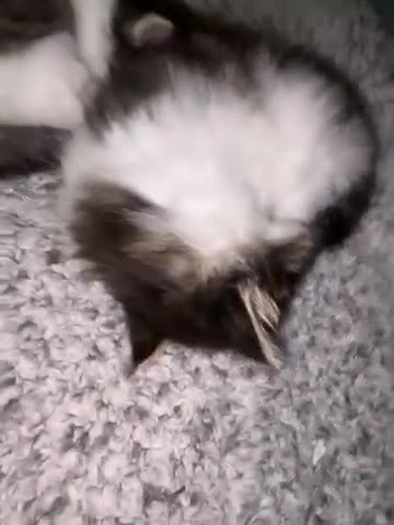 Mixed Breed cats for sale: Furry 2 girl kittens - Video 1