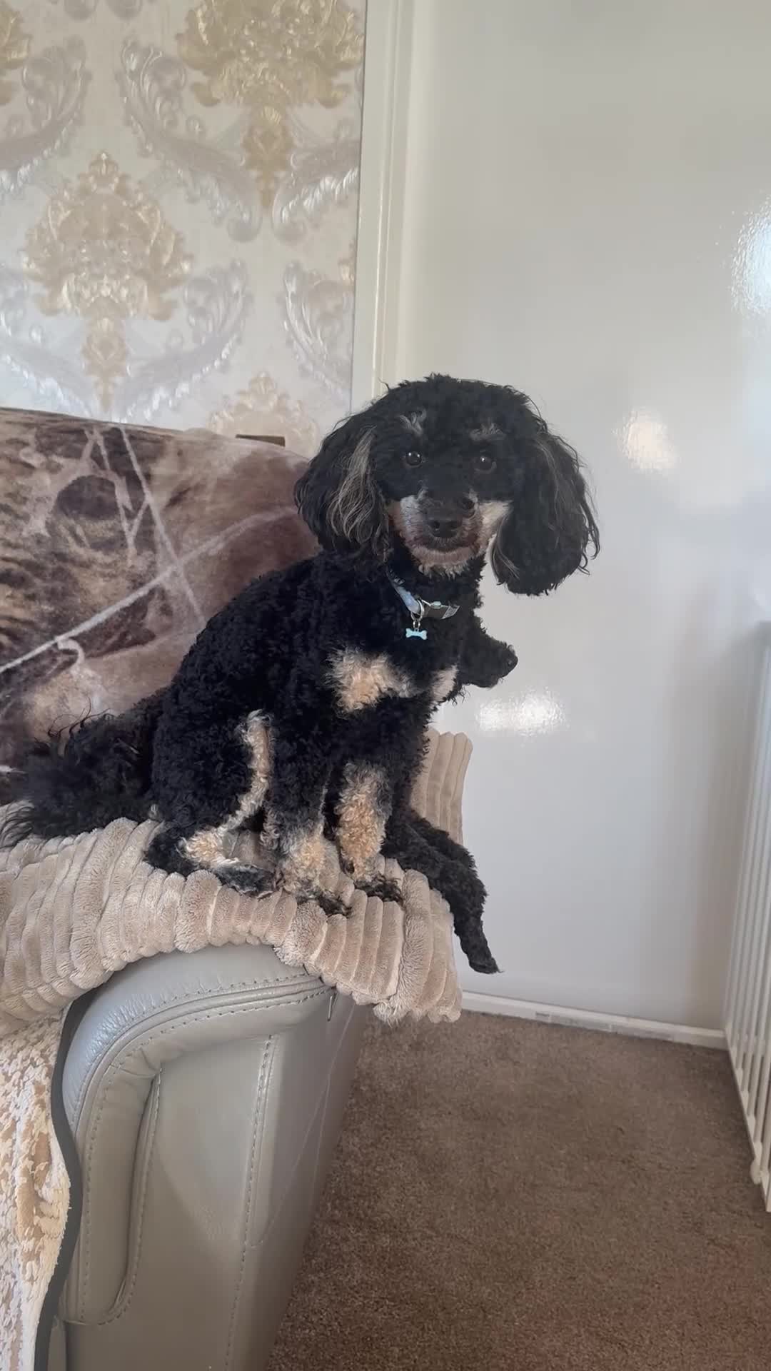 Miniature Poodle dogs for sale: Miniature poodle phantom - Video 2