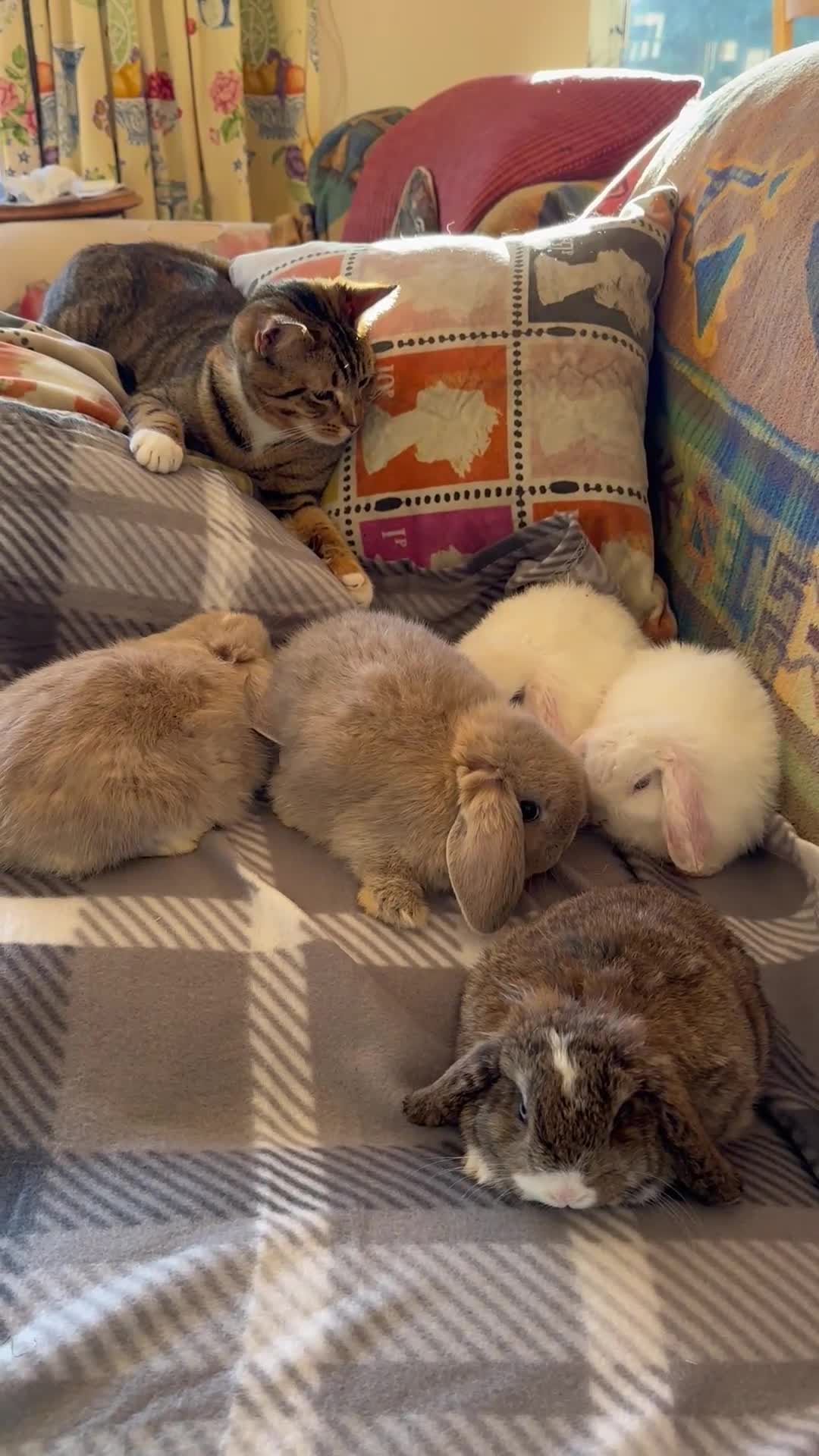 Chickens poultry for sale: Silkie chicks and gentle hand raised birds - Video 1