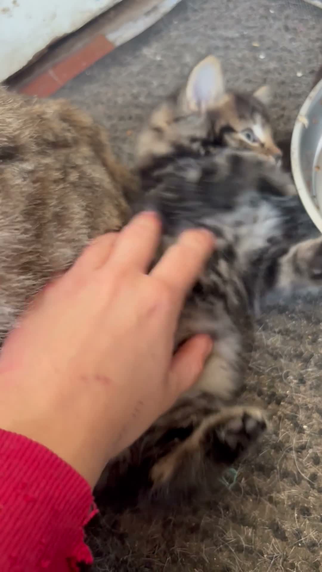 Mixed Breed cats for sale: 2 beautiful mixed kittens  - Video 3