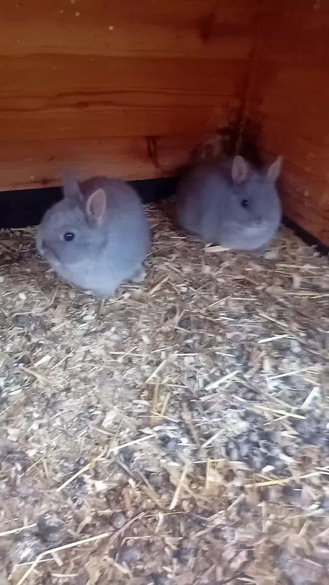 Netherland Dwarf rabbits for sale: Rare lilac and cream netherland dwarfs babys  - Video 1