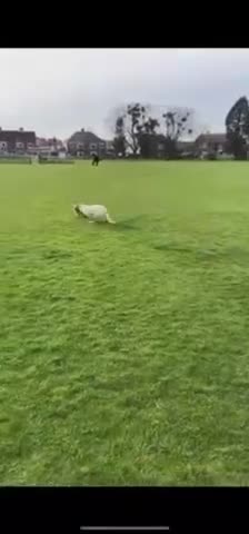 Mixed Breed dogs for adoption: SHILOH-happy girl/loving family dog/playful/social - Video 2