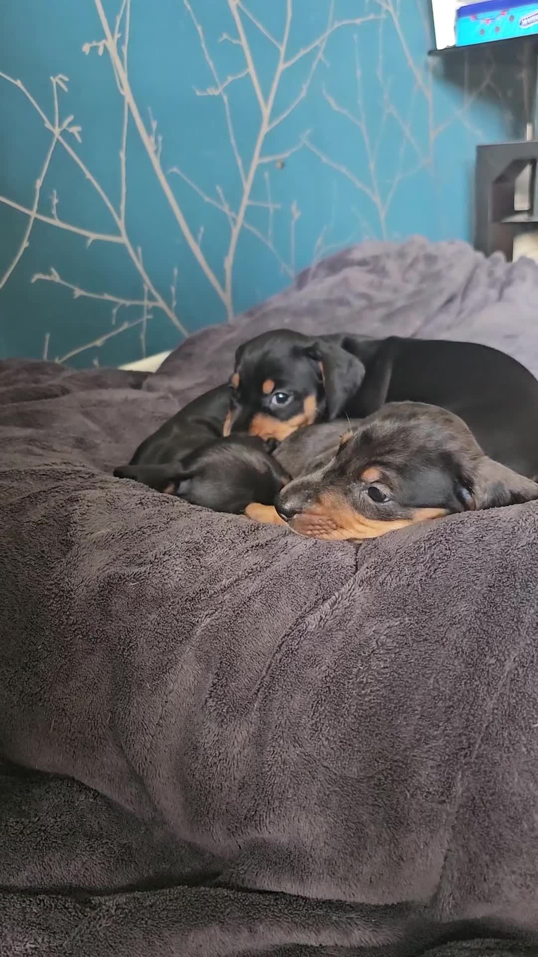 Dachshund dogs for sale: Adorable Dachshund Puppies - 1 Girl & 2 Boys - Video 1