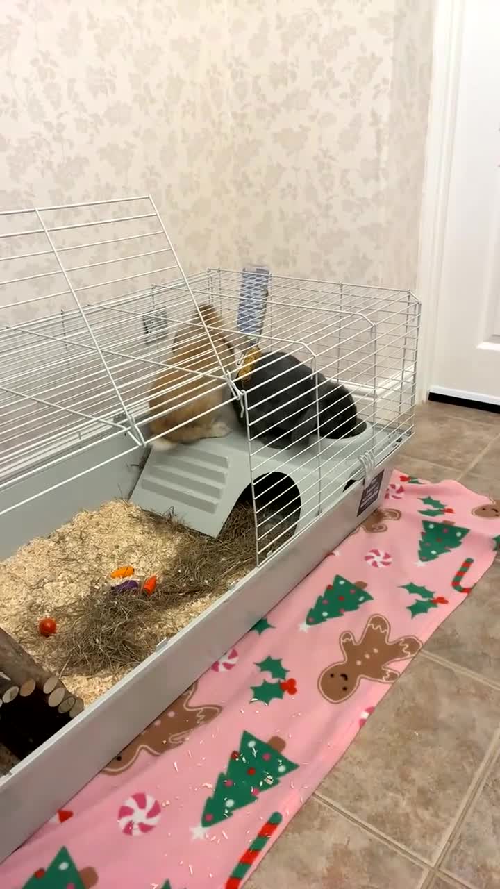 Lionhead rabbits for sale: Female and male  - Video 1