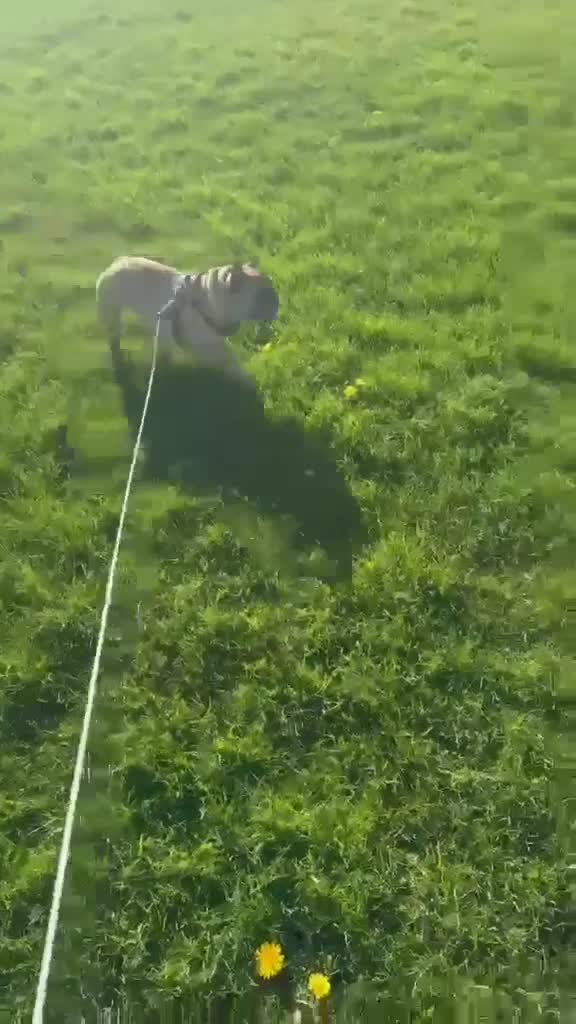 French Bulldog dogs for adoption: MAX - Professional Napper Seeks Sofa 🐾 - Video 1