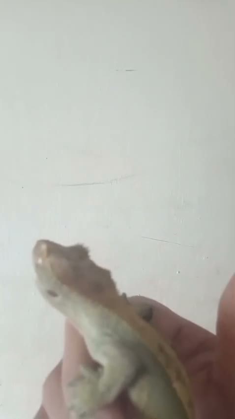 Mixed Breed reptiles for sale: Mix  replites available free delivery possible  - Video 2