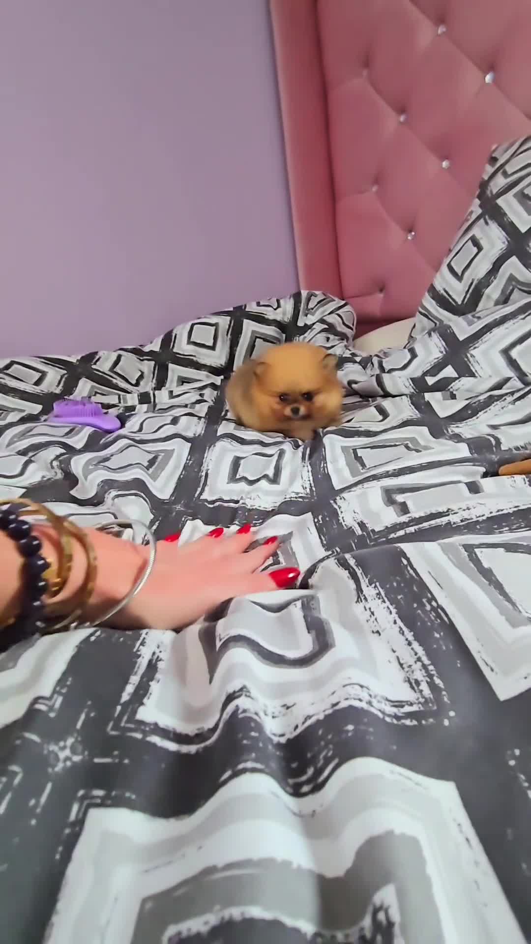 Pomeranian dogs for sale: MINI 2 Girls left, boy sold!  - Video 4