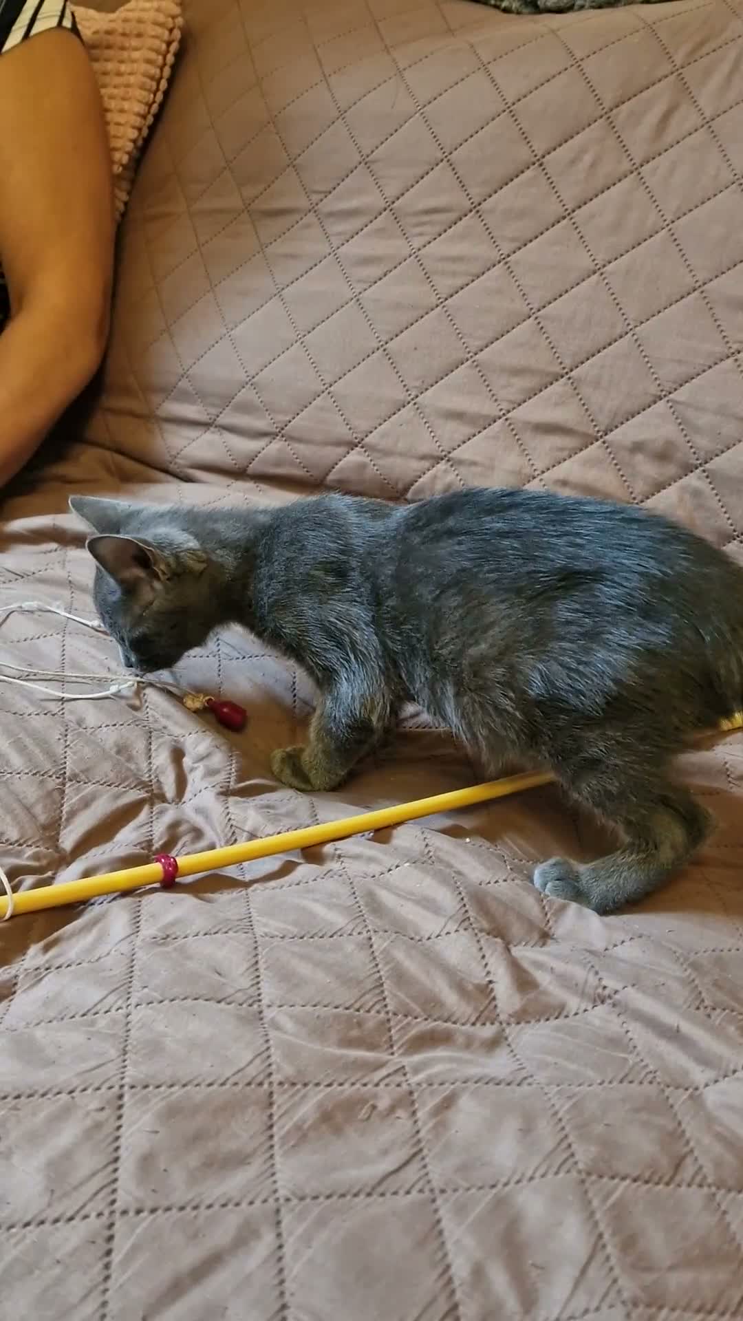 Russian Blue cats for sale: Last Russian Blue Boy - Video 1