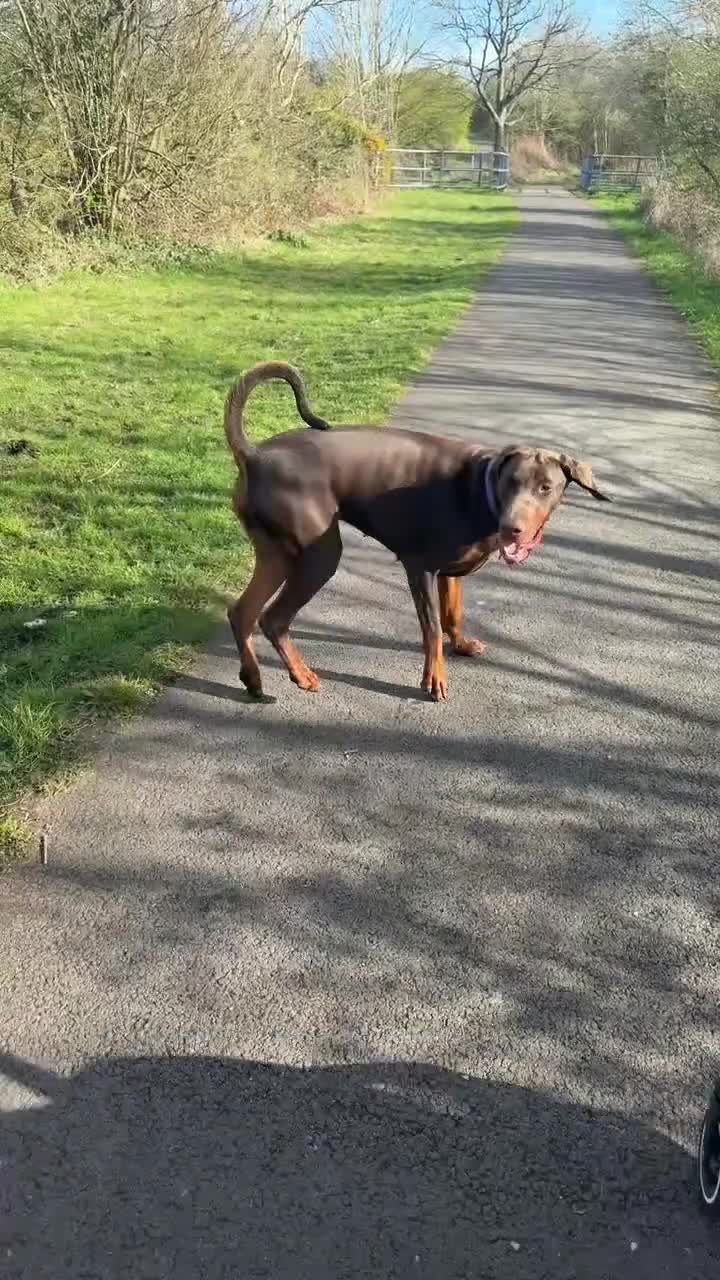 Dobermann dogs for sale: Girl Doberman  - Video 1