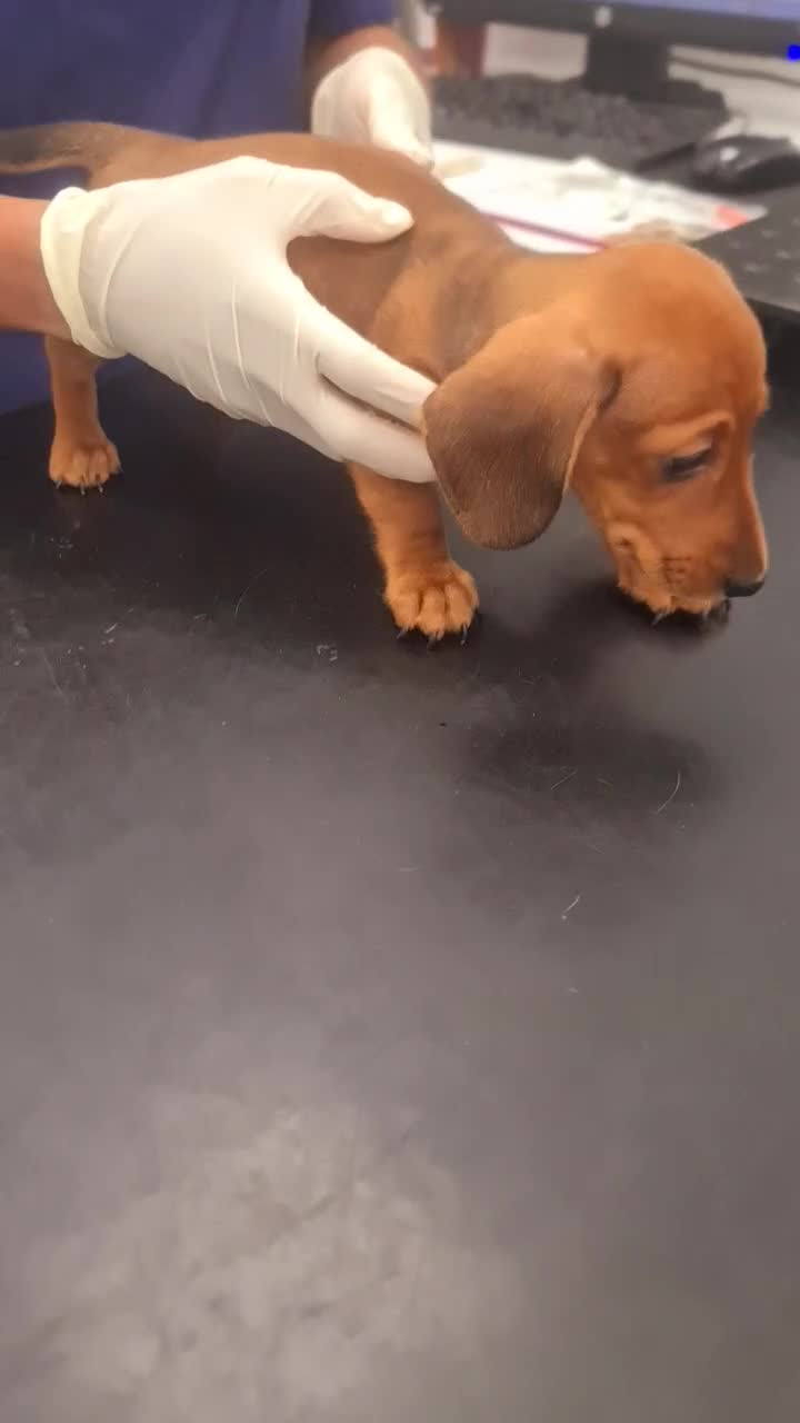 Miniature Dachshund dogs for sale: Miniature dachshund  - Video 1