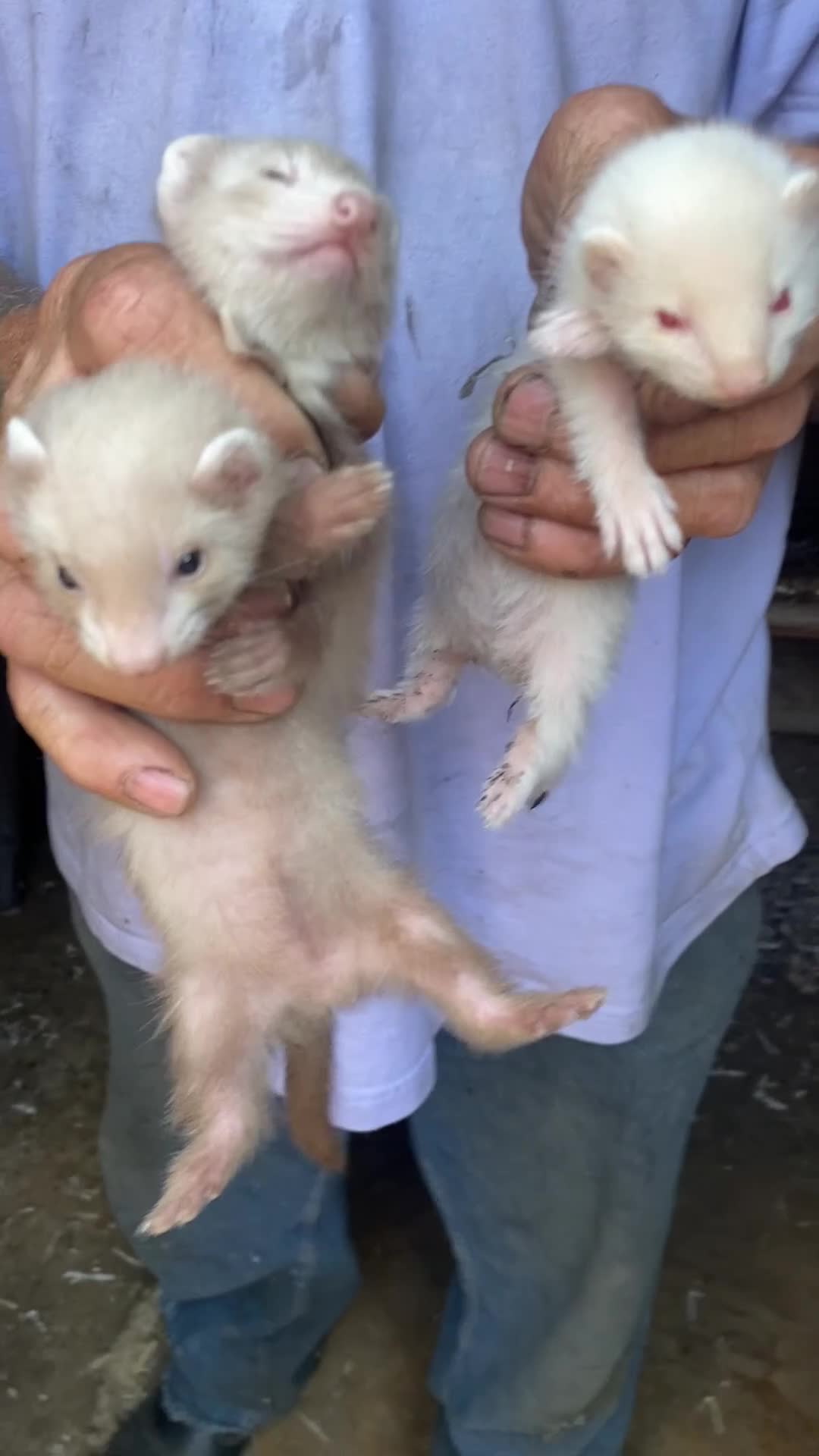 Ferret rodents for sale: Ferrets for sale  in Gravesend - Video 1
