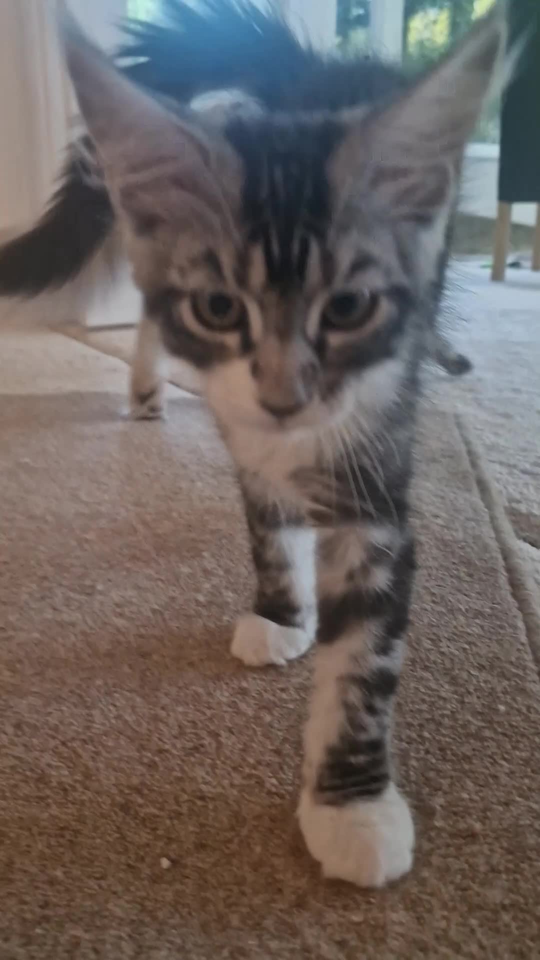 Maine Coon cats for sale: Stunning TICA Reg Kittens from Champion Bloodlines - Video 2