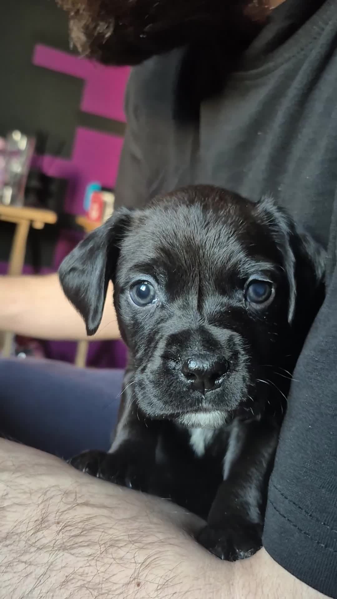 Mixed Breed dogs for sale: Bullmastiff x Springer Spaniel Puppies - Video 1