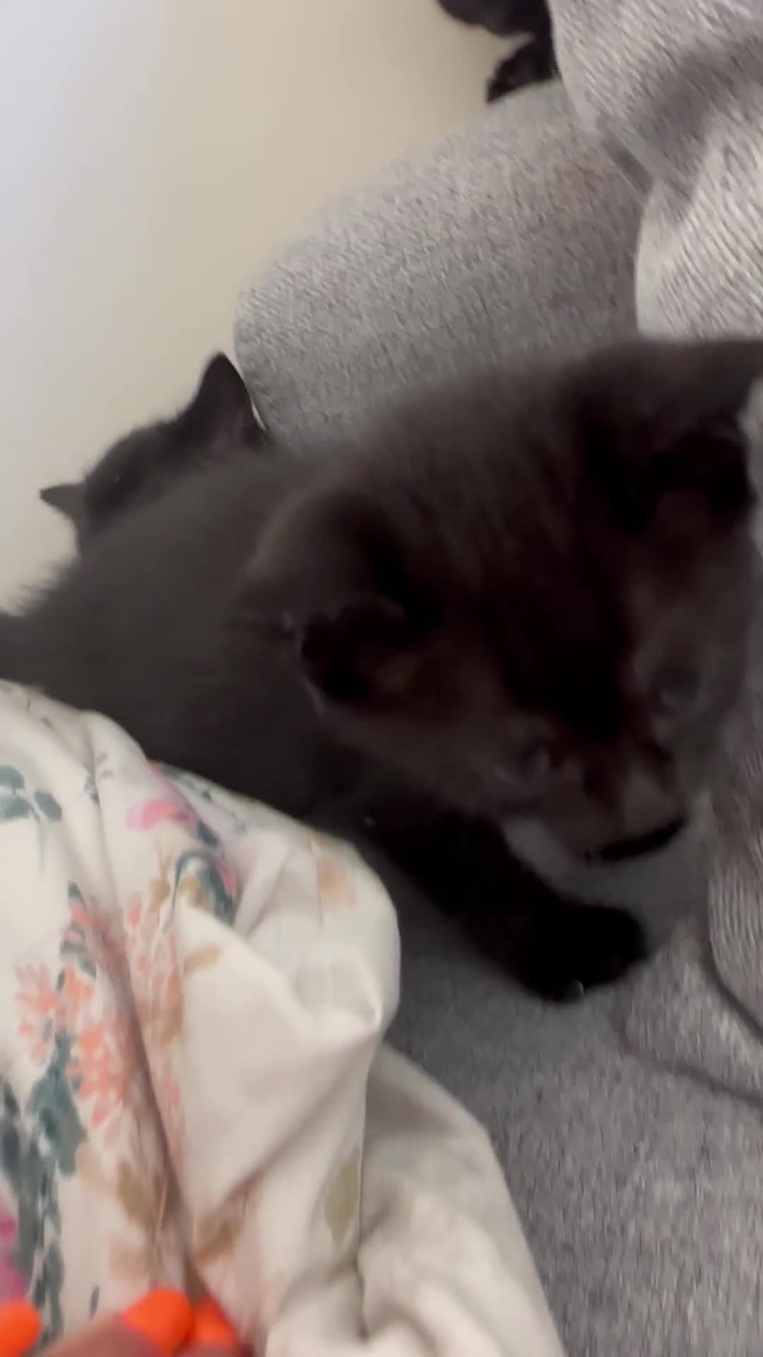 Mixed Breed cats for sale: All black Kittens for Sale in Crawley - Video 1