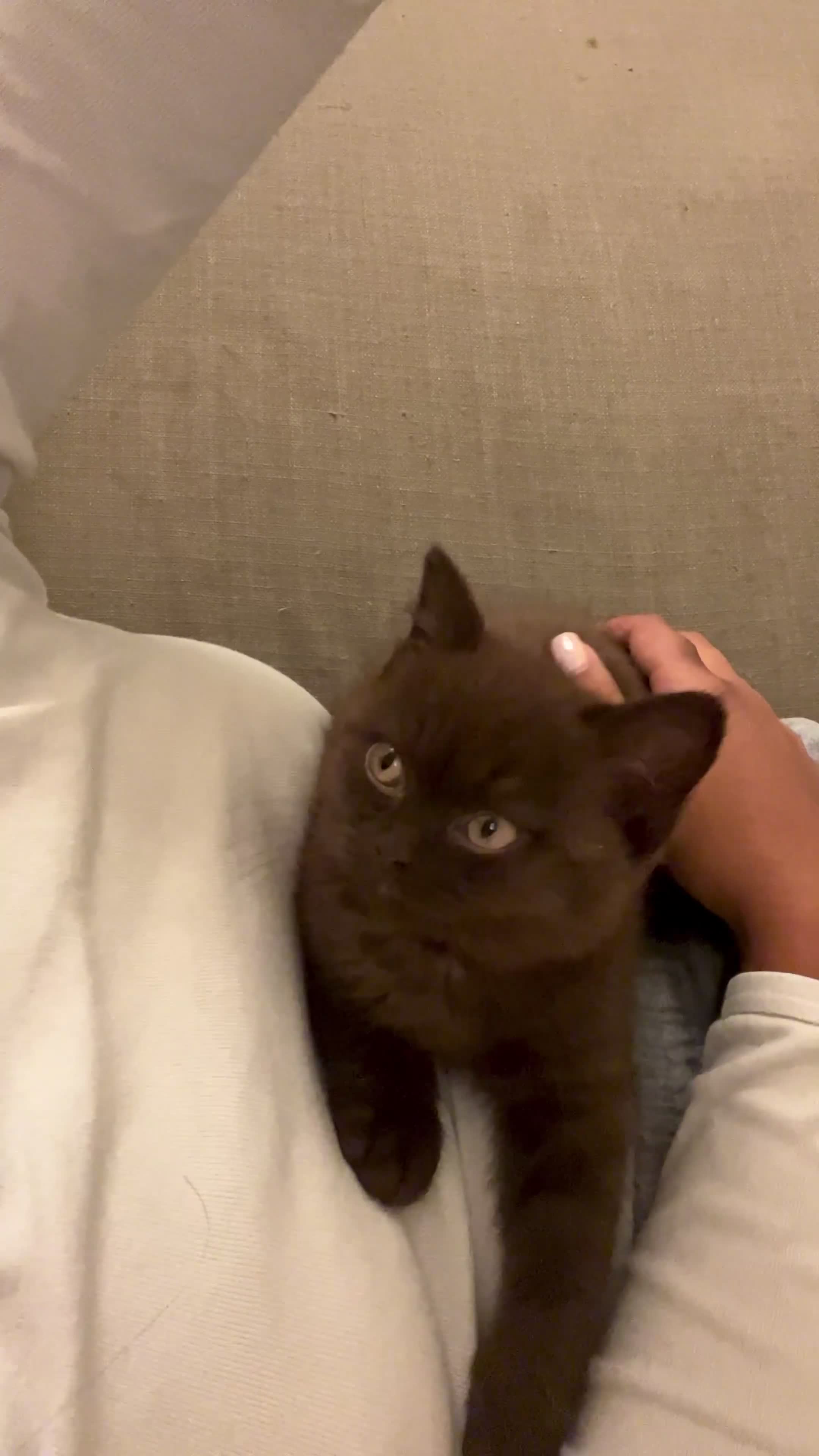 British Shorthair cats for sale: 2 Pedigree British Shorthair Chocolate Boys  - Video 1