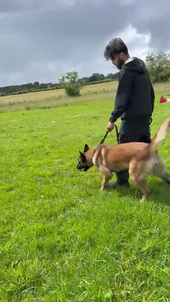 Belgian Shepherd Dog dogs for sale: Belgian Mali - Video 1