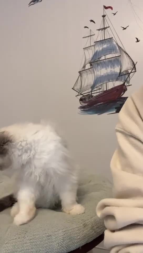 Ragdoll cats for sale: TICA registered seal bicolor boy - Video 1