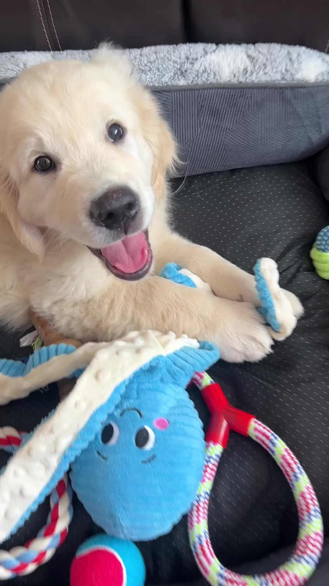 Golden Retriever dogs for sale: Golden retriever pup with all necessities  - Video 1