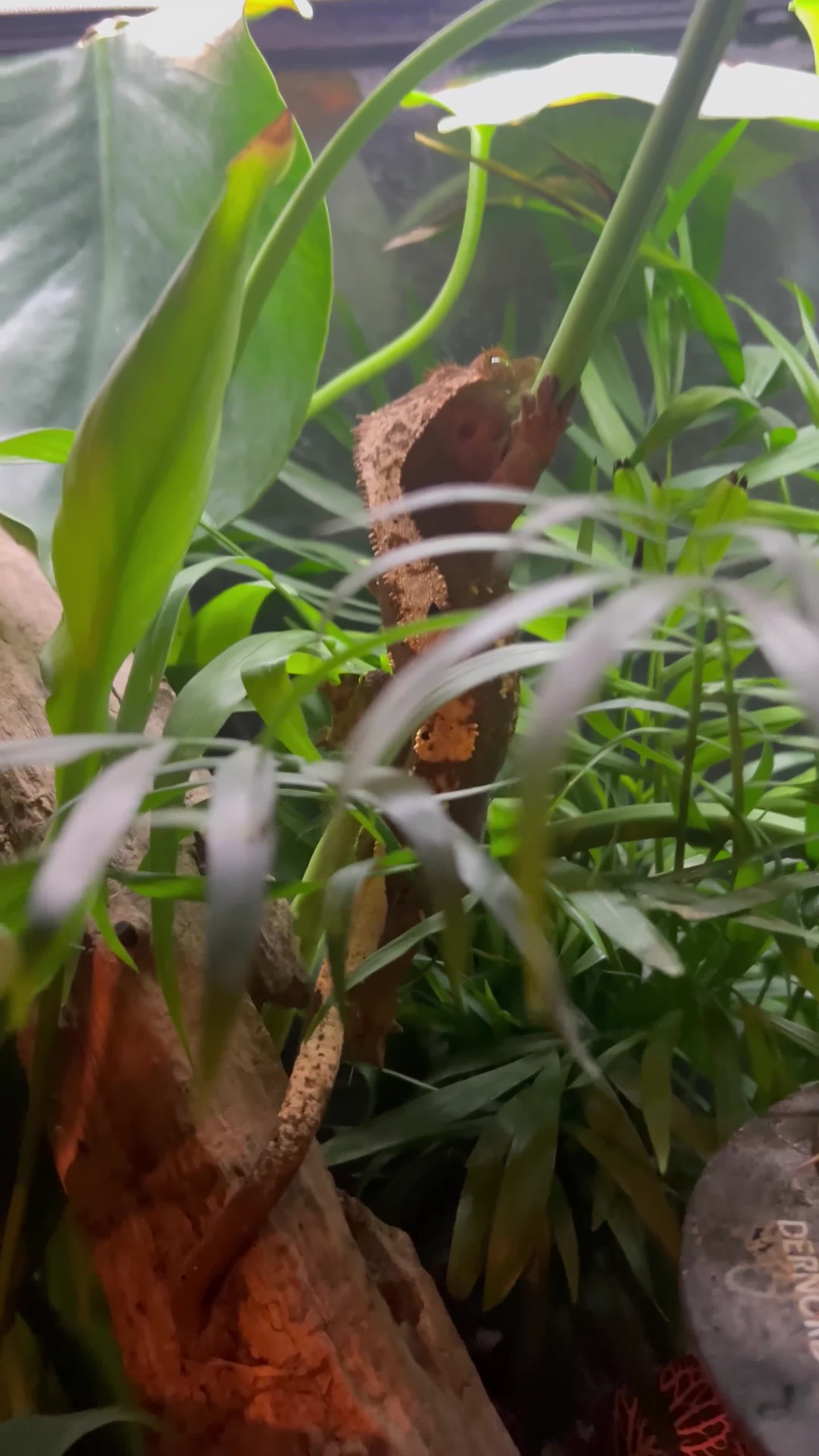 Gecko reptiles for sale: Crested Gecko in Colchester - Video 2