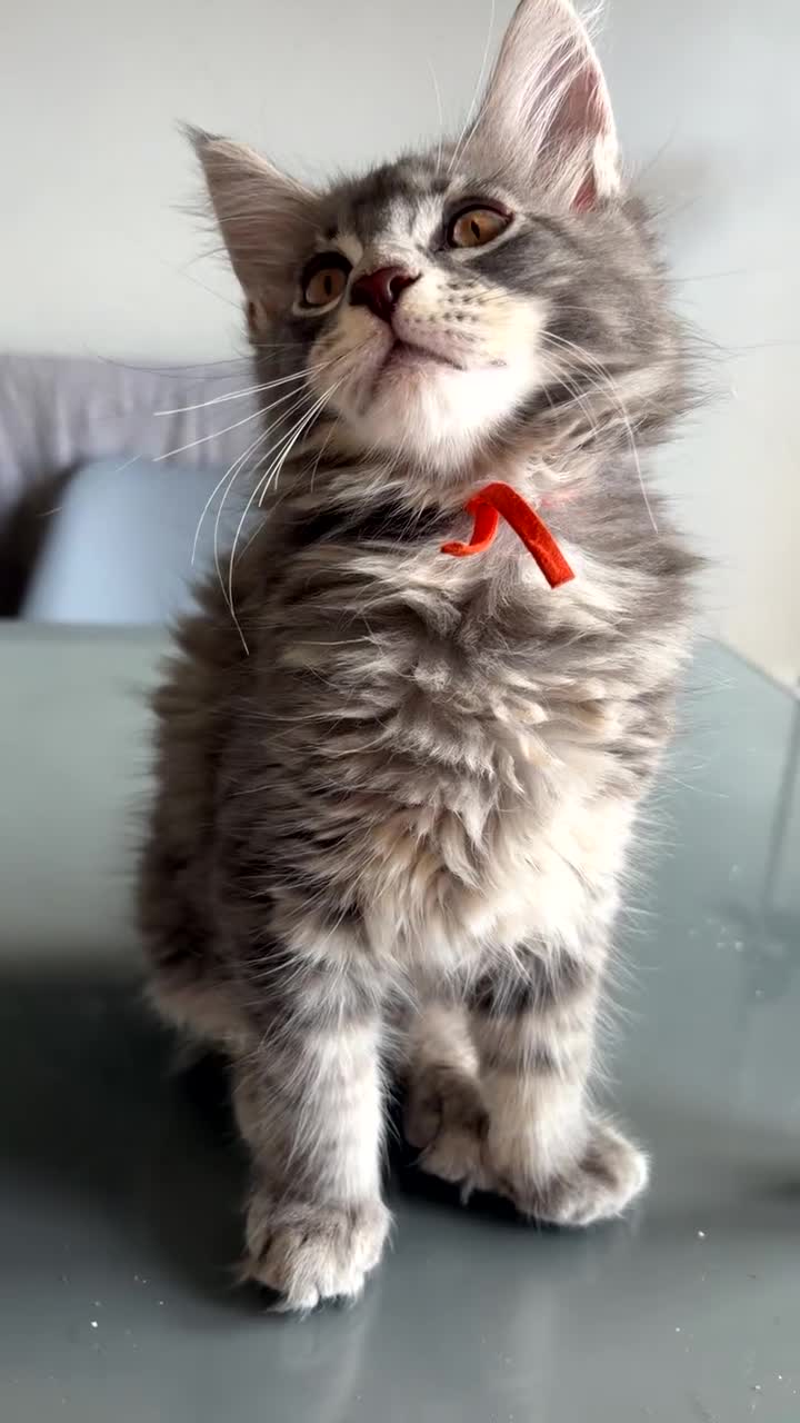 Maine Coon cats for sale: One blue silver mainecoon girl left  - Video 3