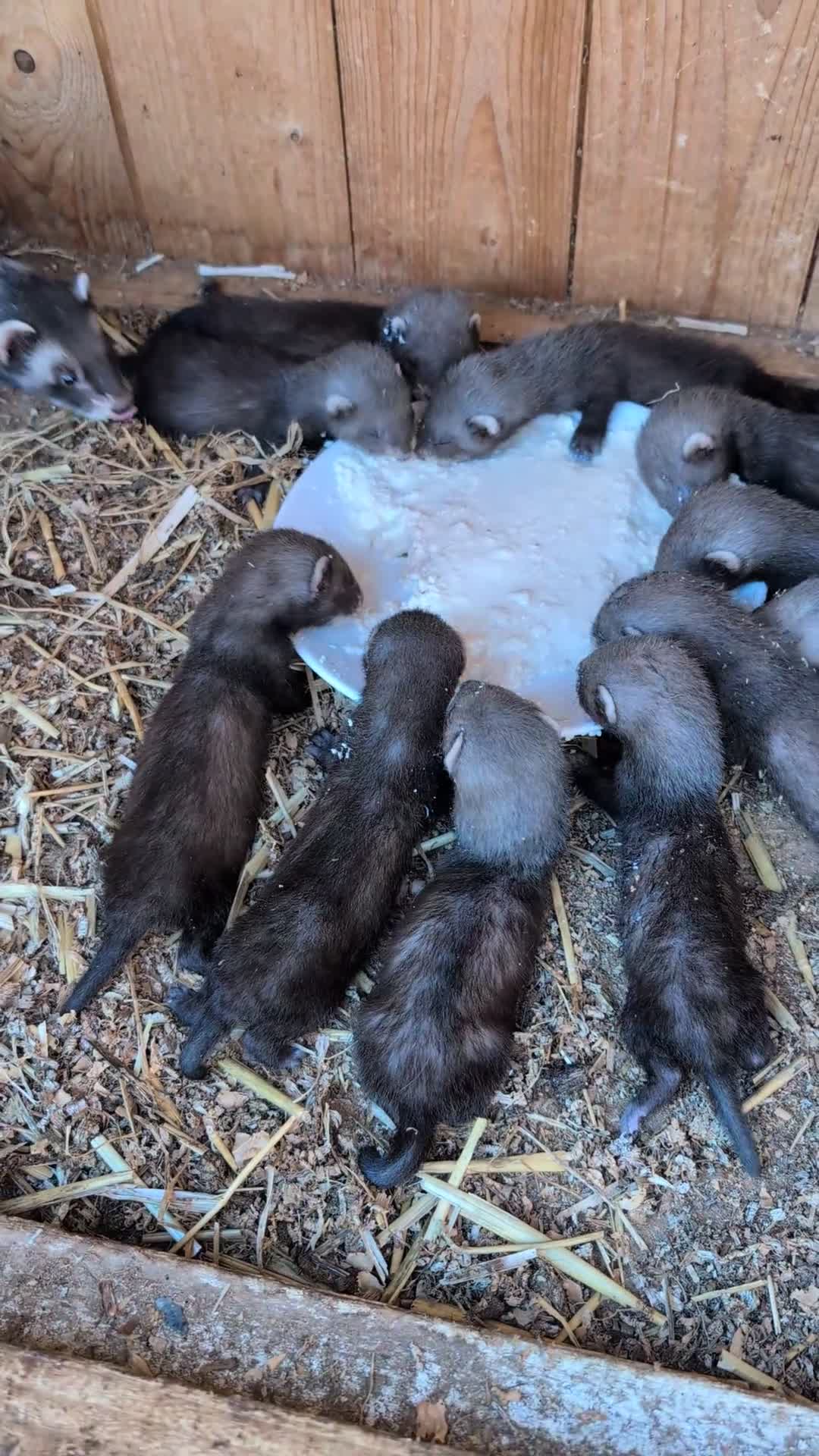 Ferret rodents for sale: Polecat kits in Middlesbrough - Video 1