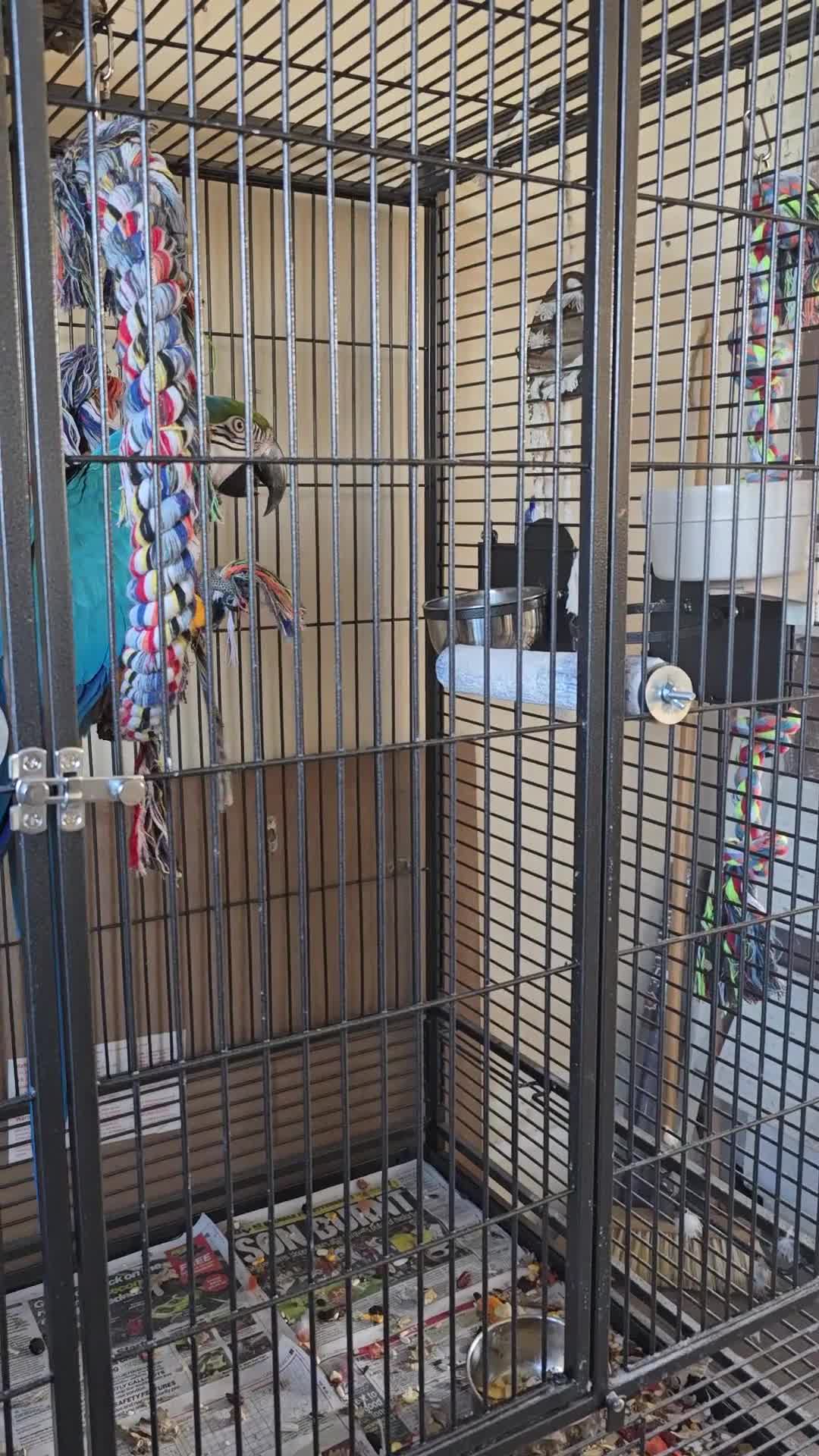 Macaws birds for sale: Blue and gold macaw - Video 2
